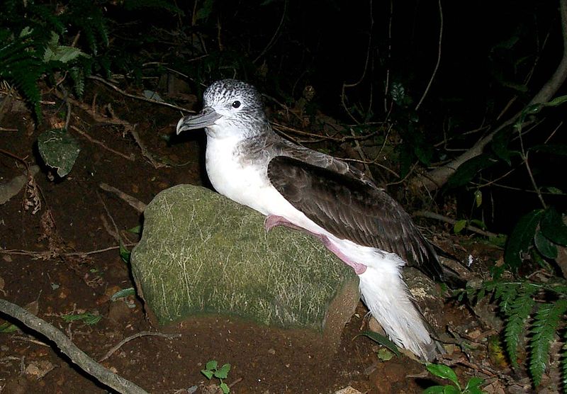 Calonectris leucomelas