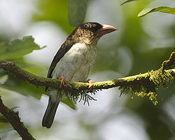 Calorhamphus fuliginosus