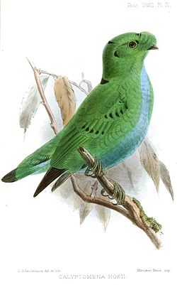 Calyptomena hosii