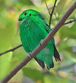 Calyptomena viridis