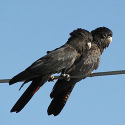 Calyptorhynchus banksii