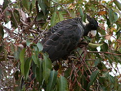Calyptorhynchus baudinii