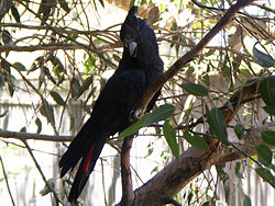 Calyptorhynchus lathami