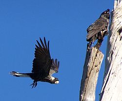 Calyptorhynchus latirostris