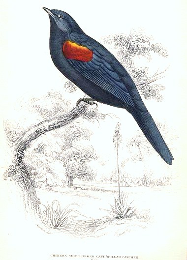Campephaga phoenicea