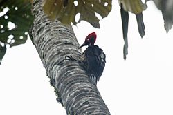 Campephilus gayaquilensis