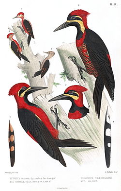 Campephilus haematogaster