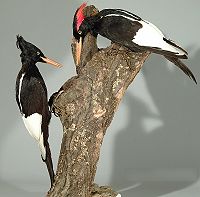 Campephilus imperialis