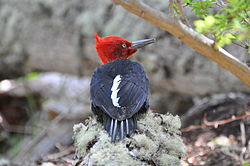 Campephilus magellanicus