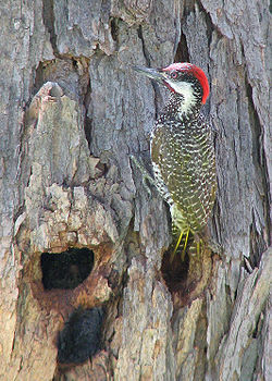 Campethera abingoni