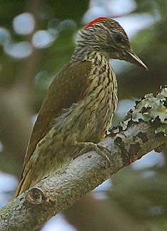 Campethera mombassica