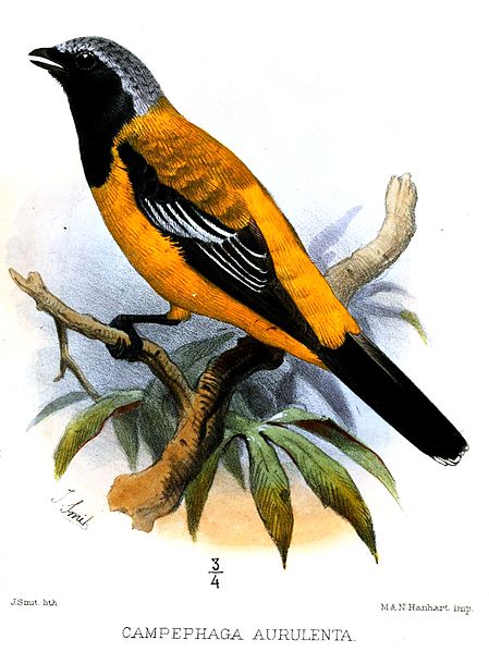 Campochaera sloetii