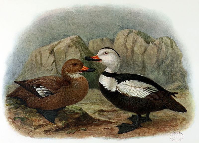 Camptorhynchus labradorius