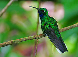 Campylopterus ensipennis