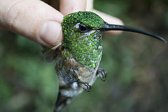 Campylopterus falcatus