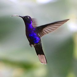 Campylopterus hemileucurus