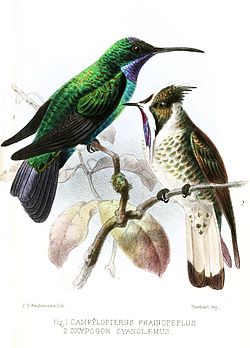 Campylopterus phainopeplus