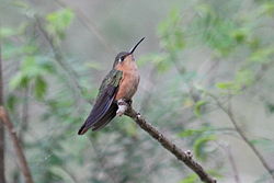 Campylopterus rufus