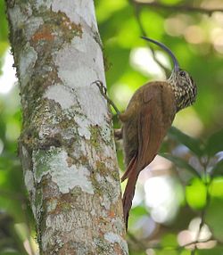 Campylorhamphus falcularius