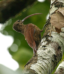Campylorhamphus trochilirostris