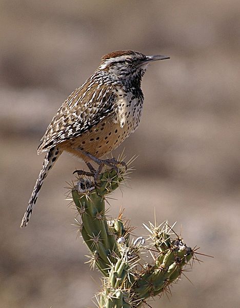 Campylorhynchus brunneicapillus