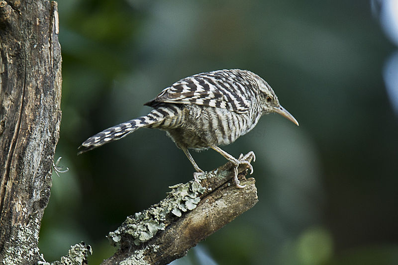 Campylorhynchus fasciatus