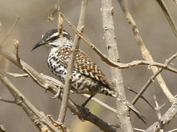 Campylorhynchus jocosus