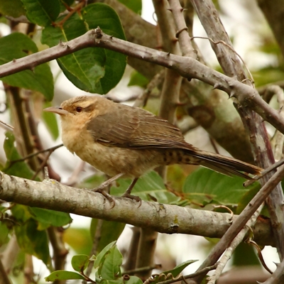 Campylorhynchus turdinus