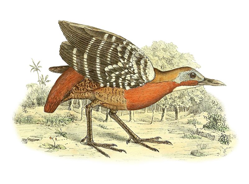 Canirallus kioloides