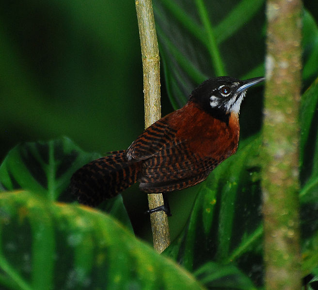 Cantorchilus nigricapillus