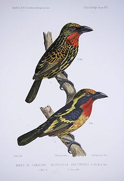 Capito auratus