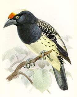 Capito squamatus