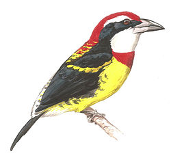 Capito wallacei