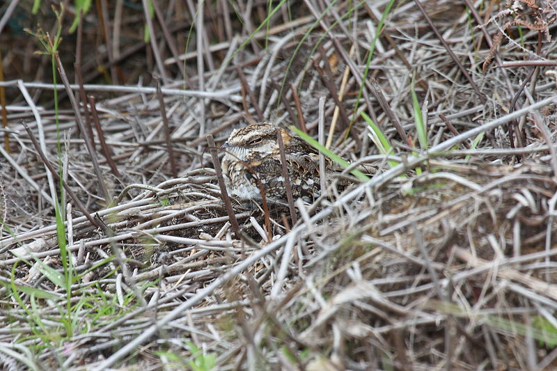 Caprimulgus cayennensis
