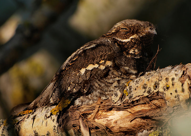 Caprimulgus europaeus