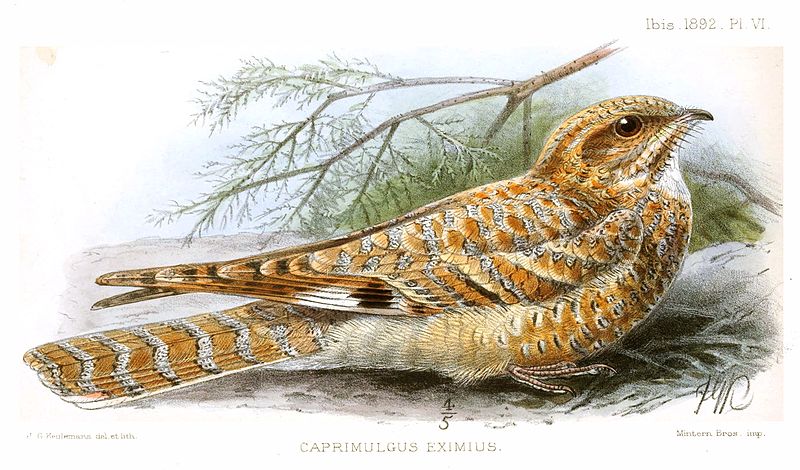 Caprimulgus eximius