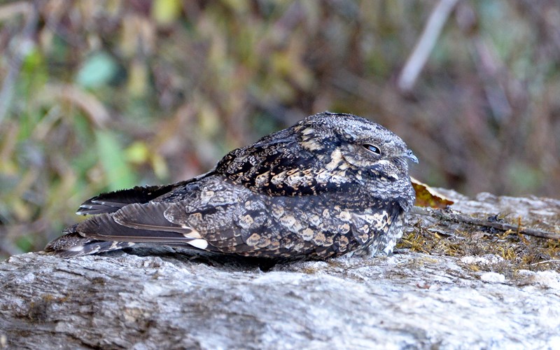 Caprimulgus indicus
