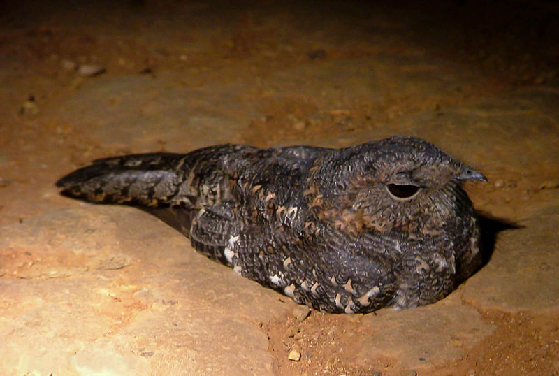 Caprimulgus longirostris