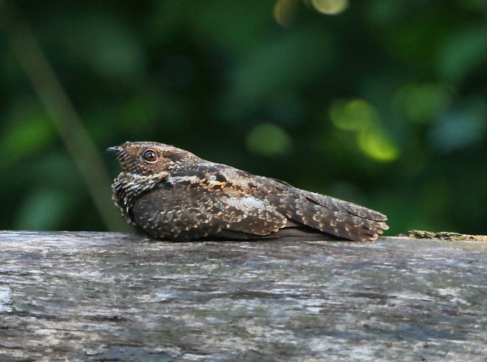Caprimulgus nigrescens