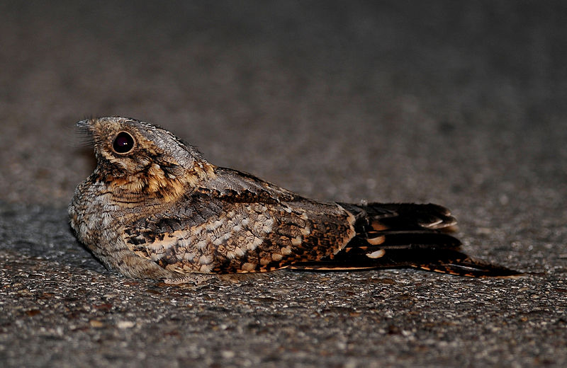 Caprimulgus ruficollis