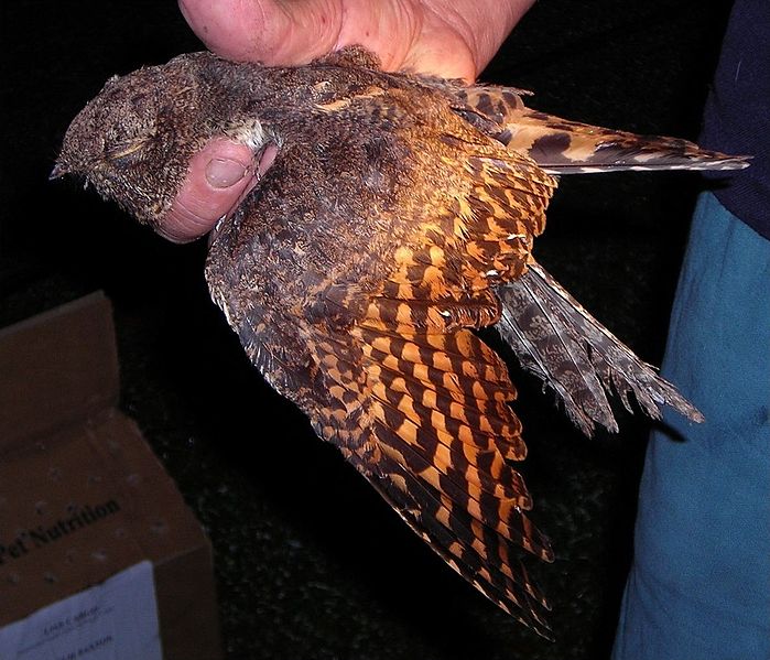 Caprimulgus vexillarius
