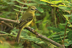 Mosquerito amarillo