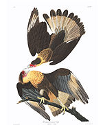 Caracara lutosa