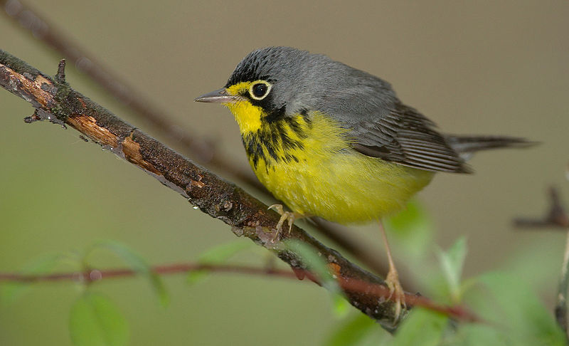 Cardellina canadensis