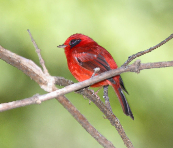 Cardellina rubra