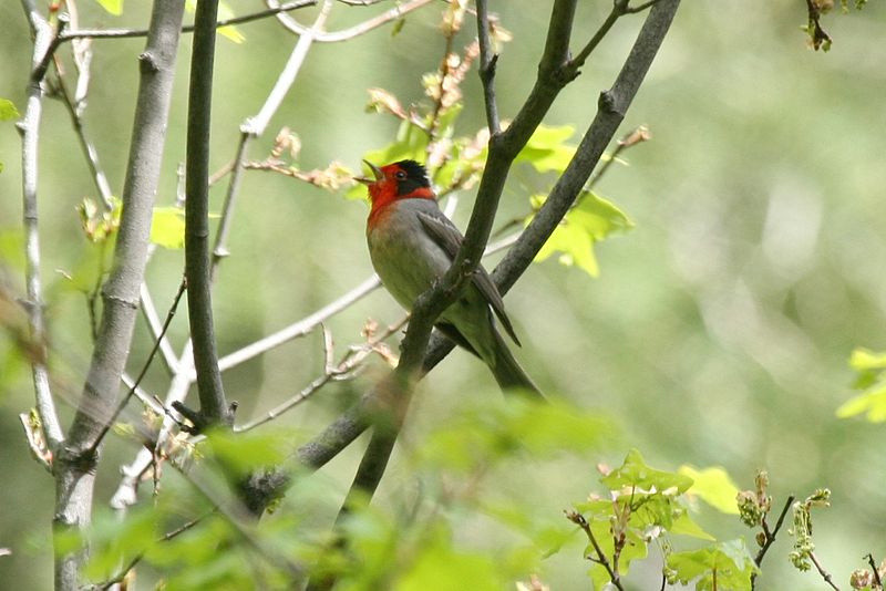 Cardellina rubrifrons