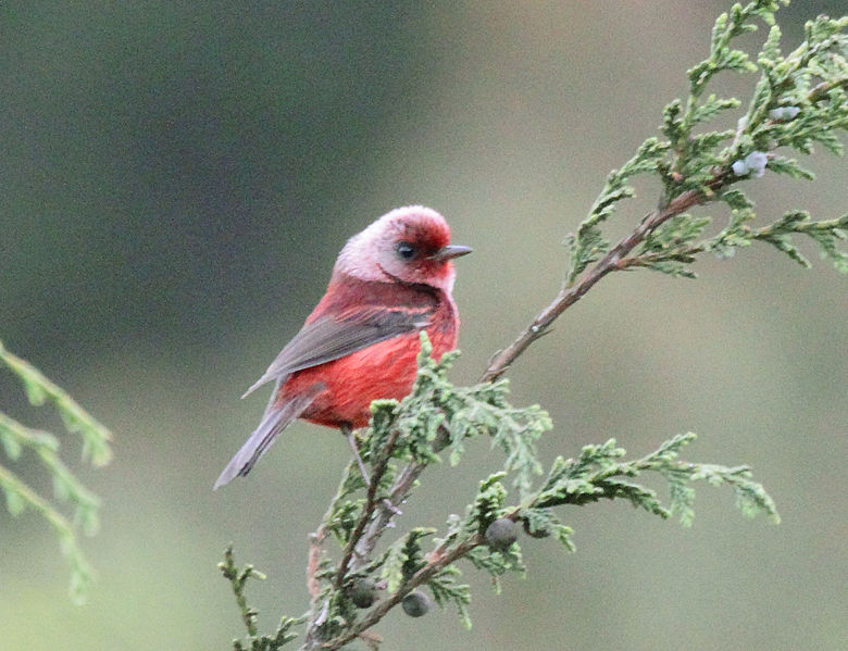 Cardellina versicolor