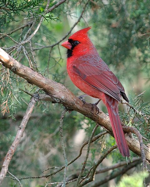 Cardinalis cardinalis