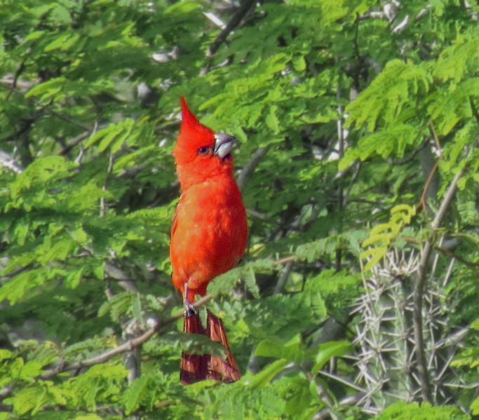 Cardinalis phoeniceus