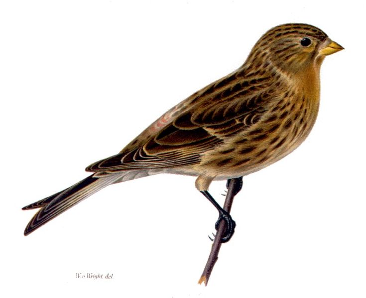 Carduelis flavirostris